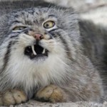 Manul. Yandex bringt das Antivirusprogramm für Webseiten – kostenlos und Open Source