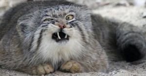 Manul