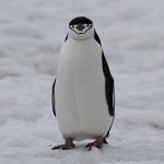 Das Penguin Update – zwei britische SEO’s schlagen zurück!