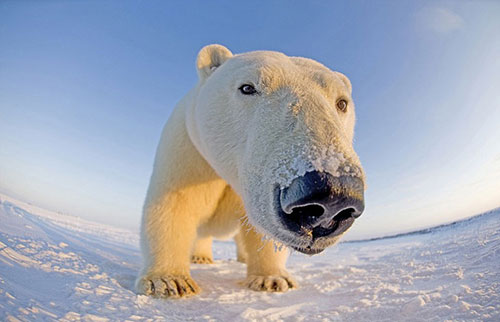 Russland. Ein Eisbär